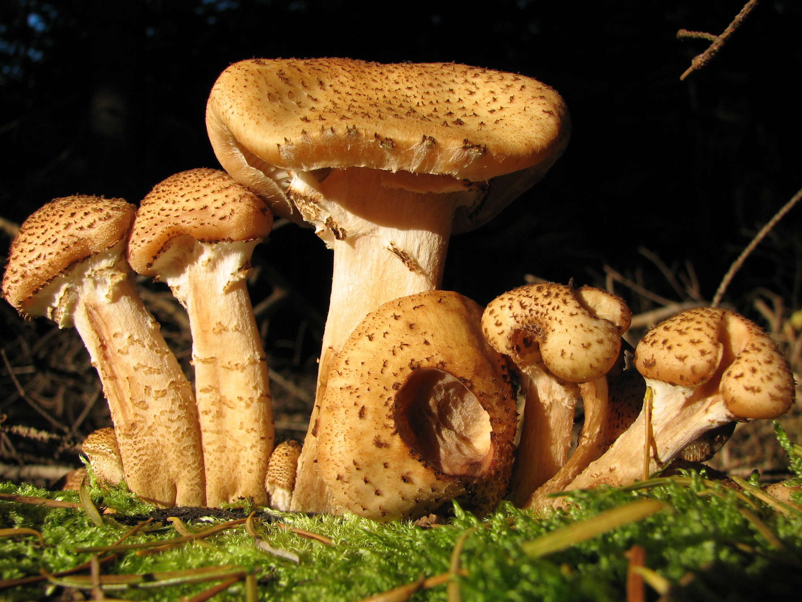 Image of Armillaria ostoyae (Romagn.) Herink 1973