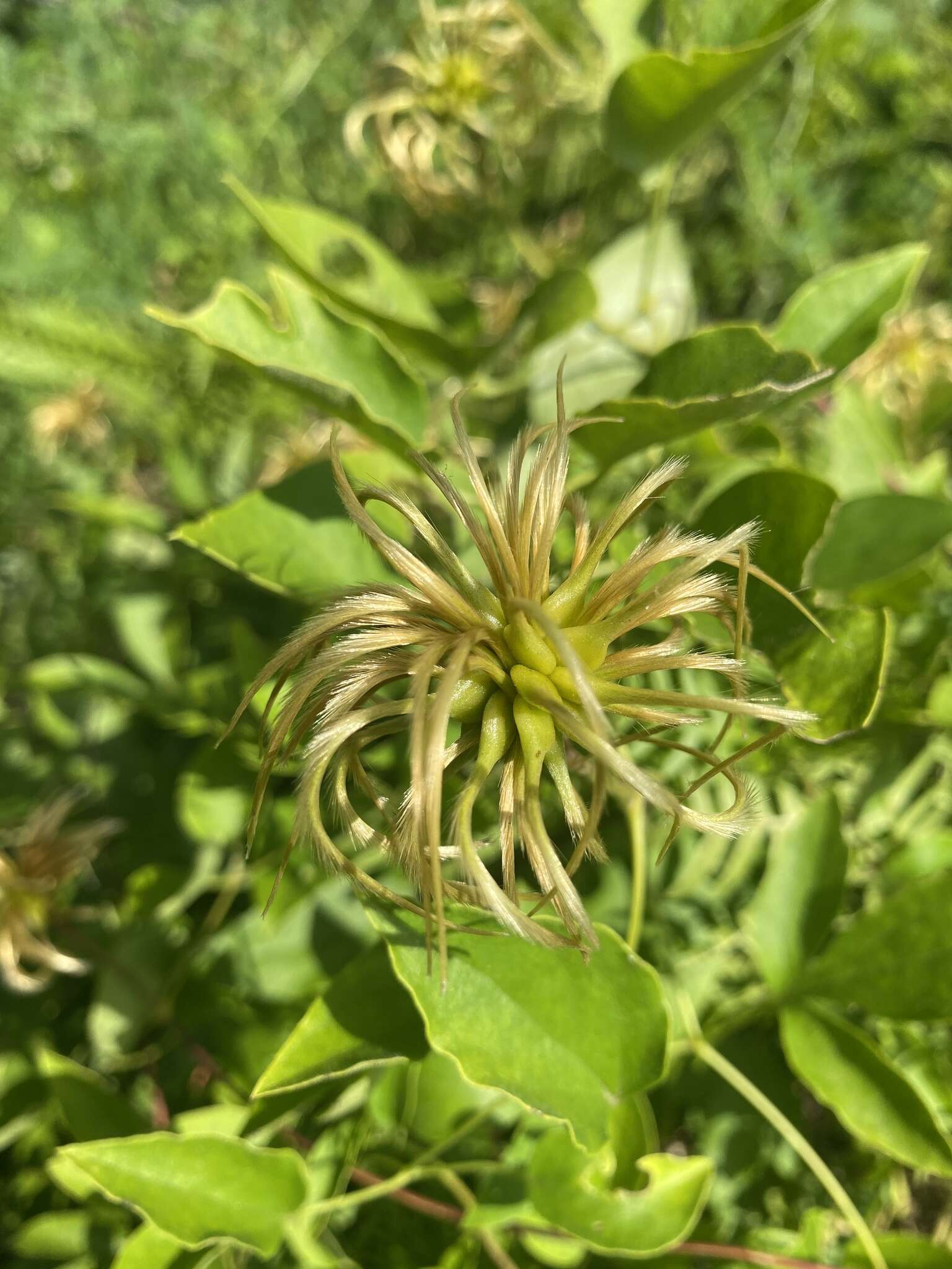 Plancia ëd Clematis vinacea Floden