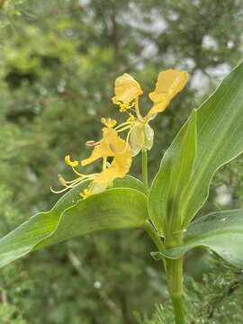 Image of Commelina africana var. karooica (C. B. Clarke) Govaerts