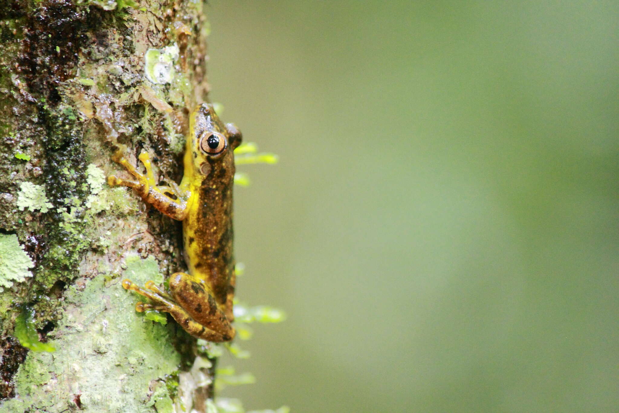 Sivun Scinax ictericus Duellman & Wiens 1993 kuva