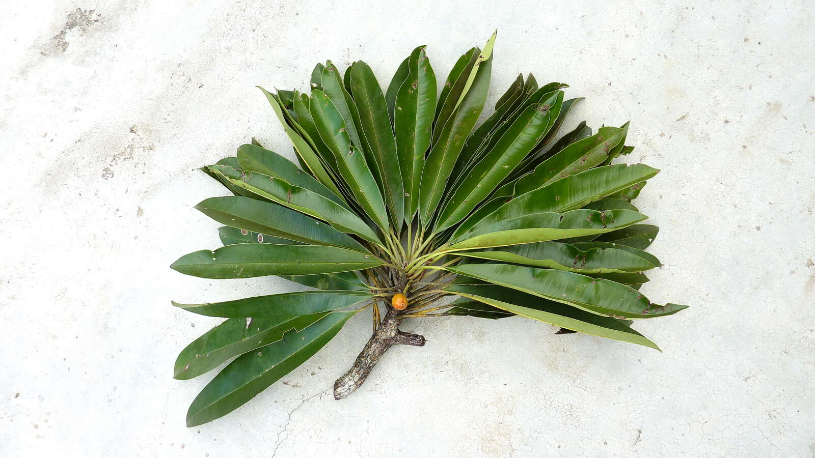 Image of Manilkara longifolia (A. DC.) Dubard