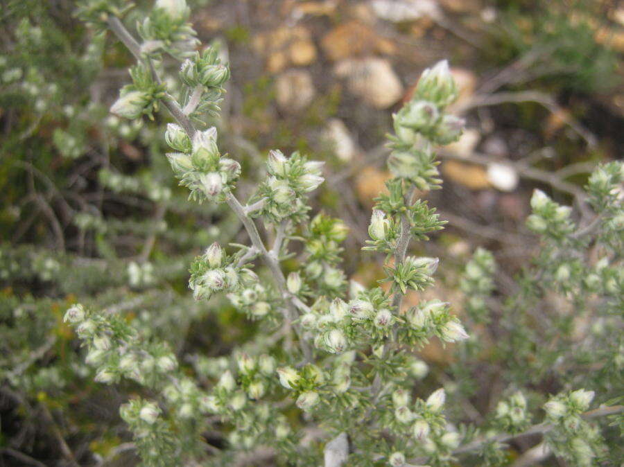 صورة Aspalathus hystrix L. fil.