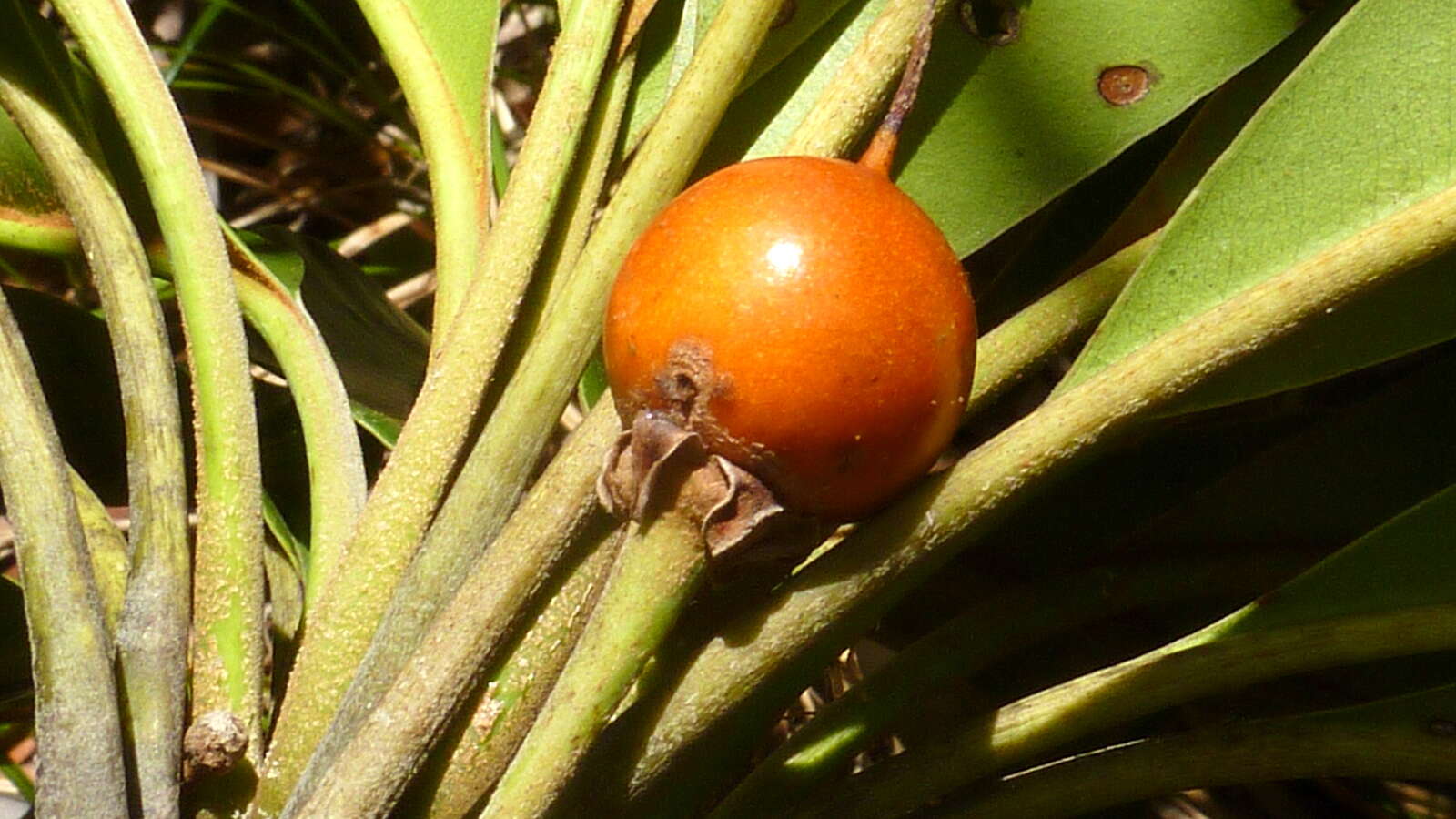 Image of Manilkara longifolia (A. DC.) Dubard