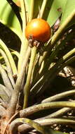 Image of Manilkara longifolia (A. DC.) Dubard