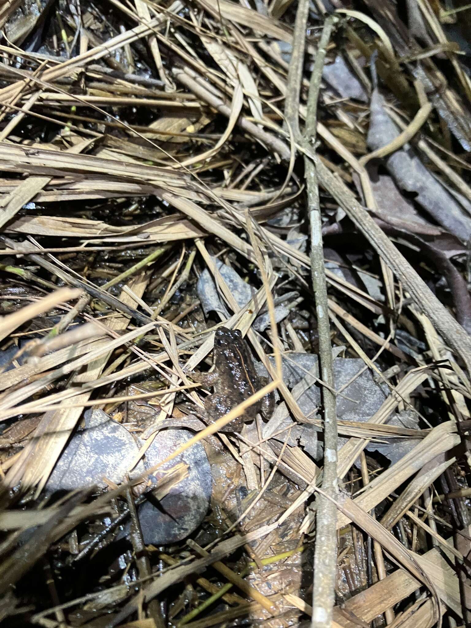 Image of Round-tongued Floating Frog