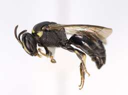 Image of Hylaeus confluens (Smith 1853)