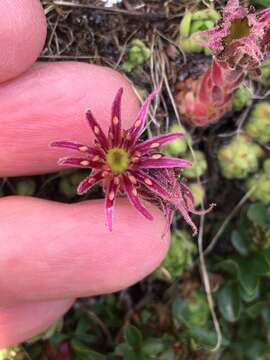 Image of Sempervivum montanum L.