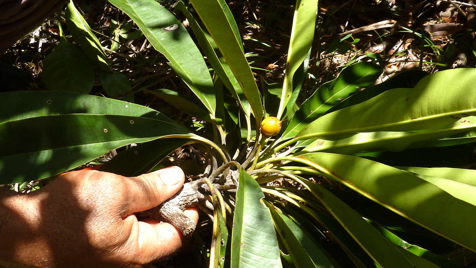 Imagem de Manilkara longifolia (A. DC.) Dubard