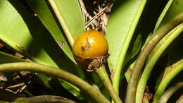 Image of Manilkara longifolia (A. DC.) Dubard