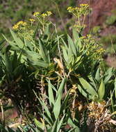 صورة Bupleurum salicifolium subsp. salicifolium