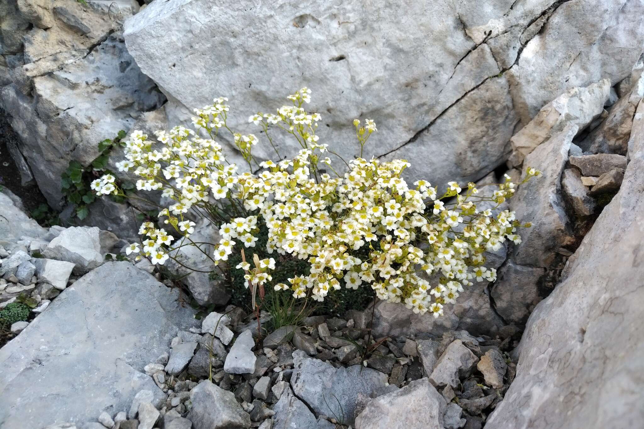 Sivun Saxifraga caesia L. kuva