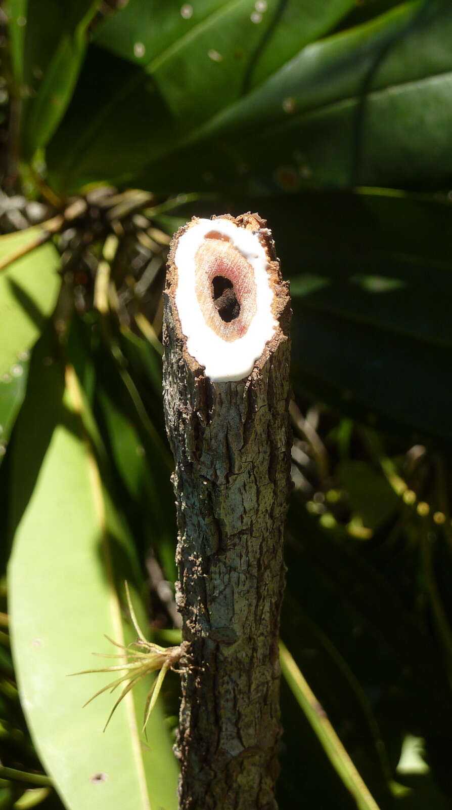 Image of Manilkara longifolia (A. DC.) Dubard