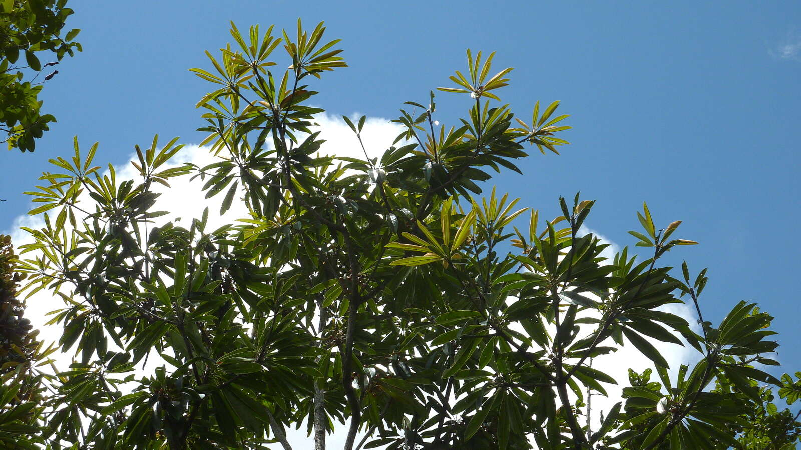 Image of Manilkara longifolia (A. DC.) Dubard