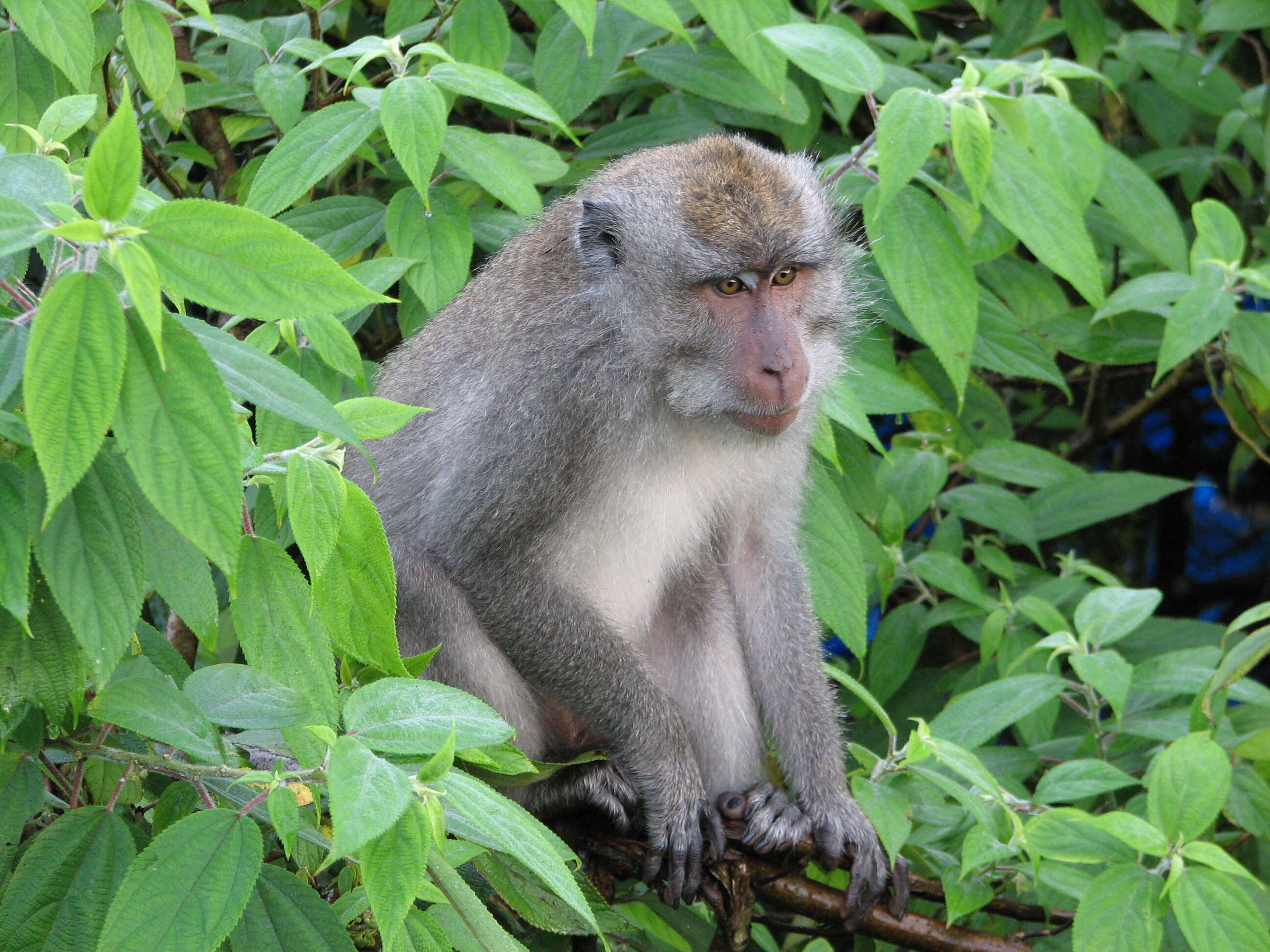 Image of Long-tailed Macaque