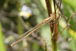 Image of Austrolestes analis (Rambur 1842)