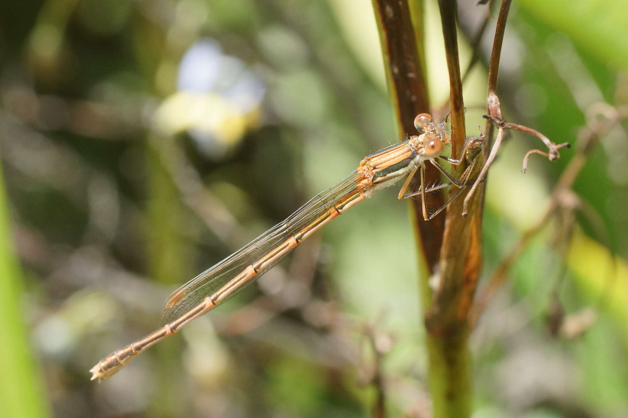 Image of Austrolestes analis (Rambur 1842)