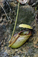 Image of Nepenthes paniculata Danser