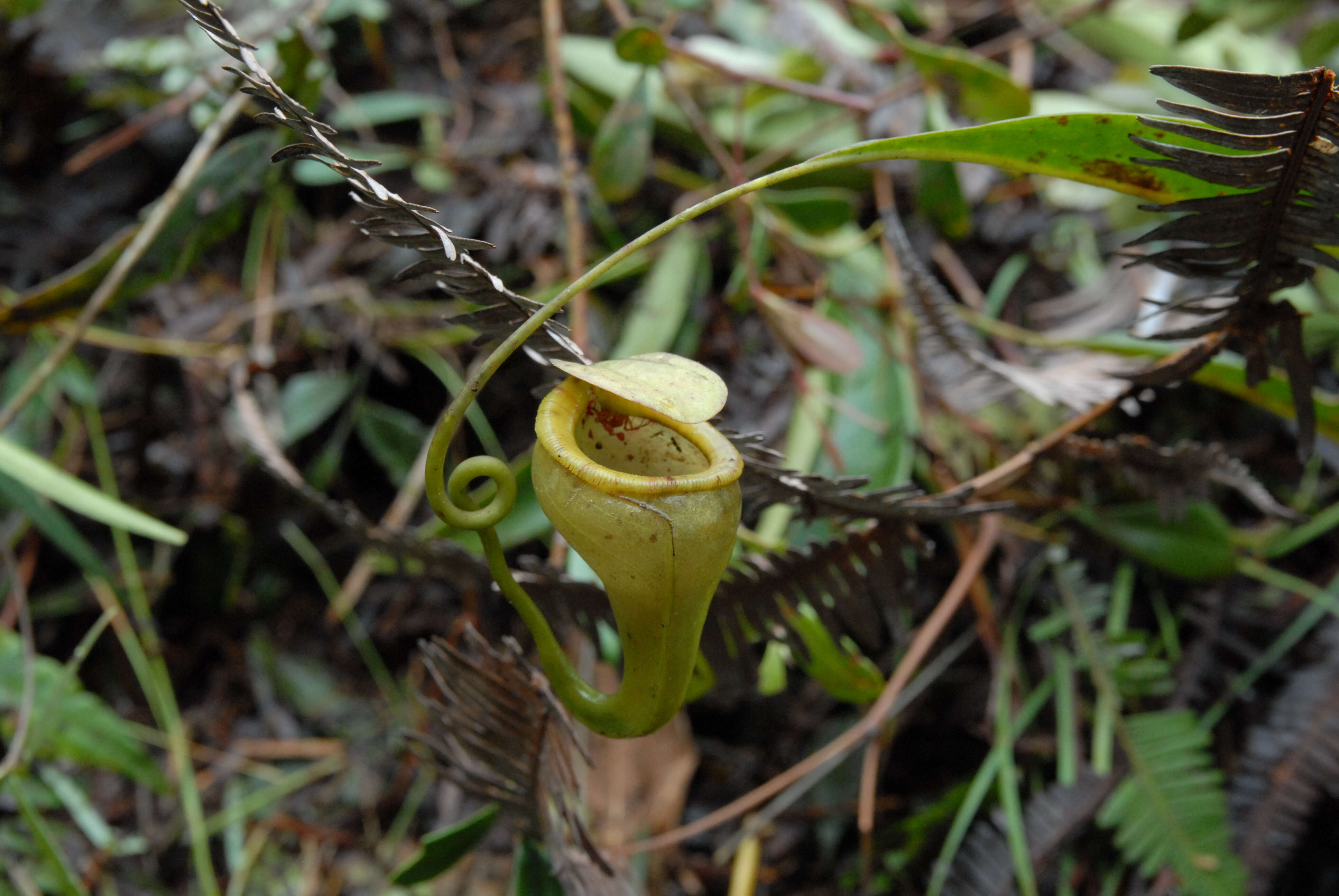 Image of Nepenthes paniculata Danser