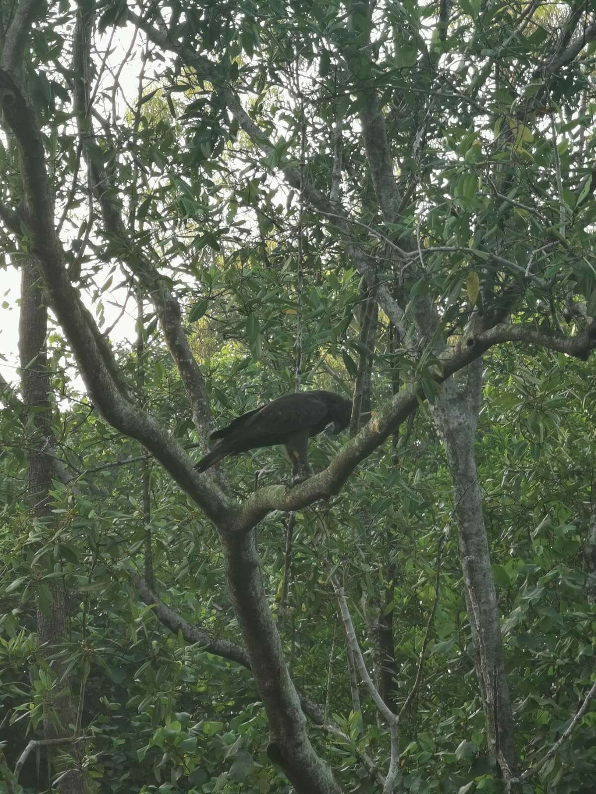 Nisaetus cirrhatus limnaeetus (Horsfield 1821) resmi