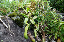 Image of Nepenthes kurata