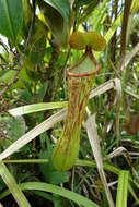 Image of Nepenthes kurata