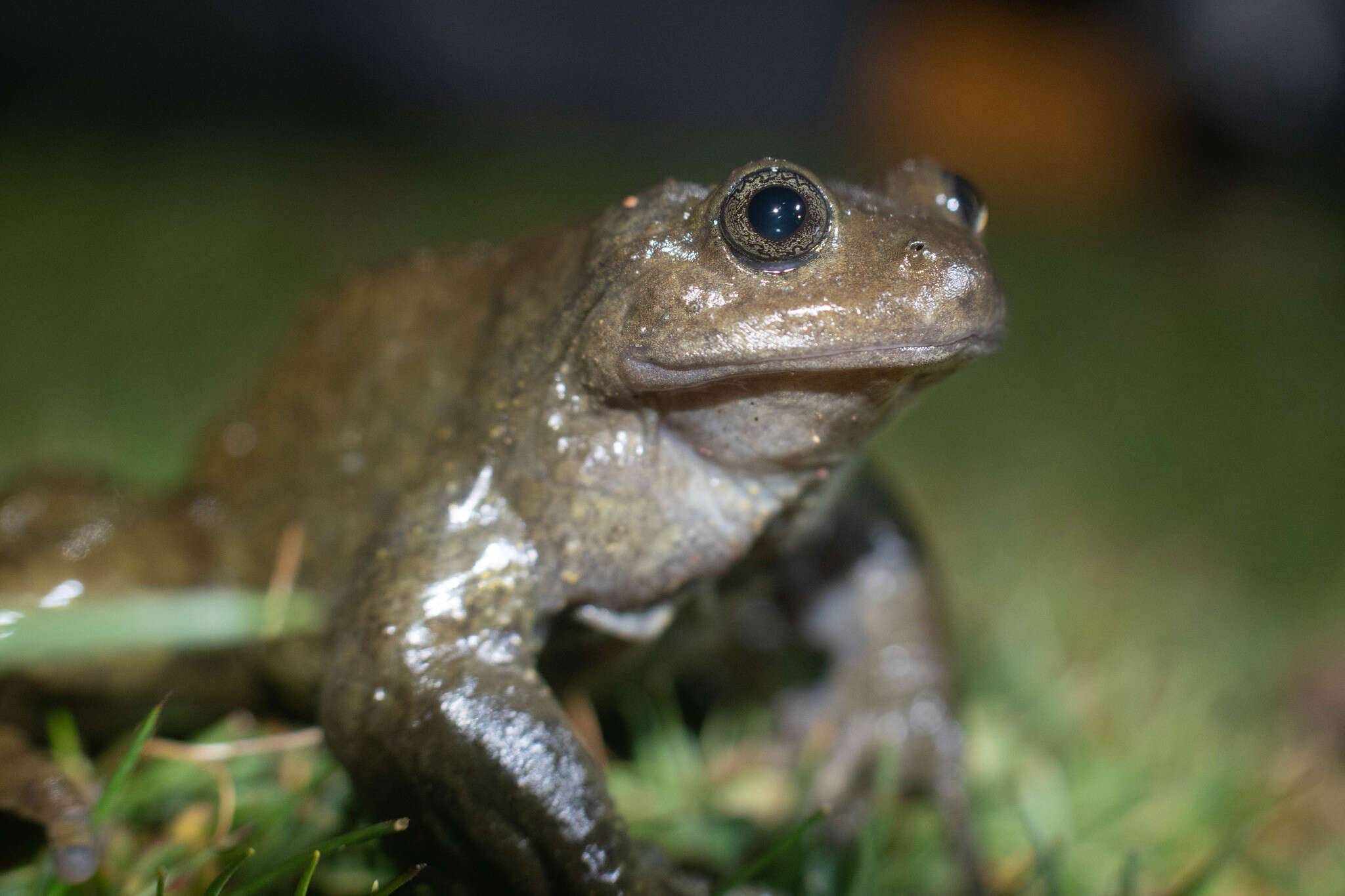 Image of Alsodes montanus (Lataste ex Philippi 1902)