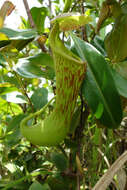 Image of Nepenthes kurata