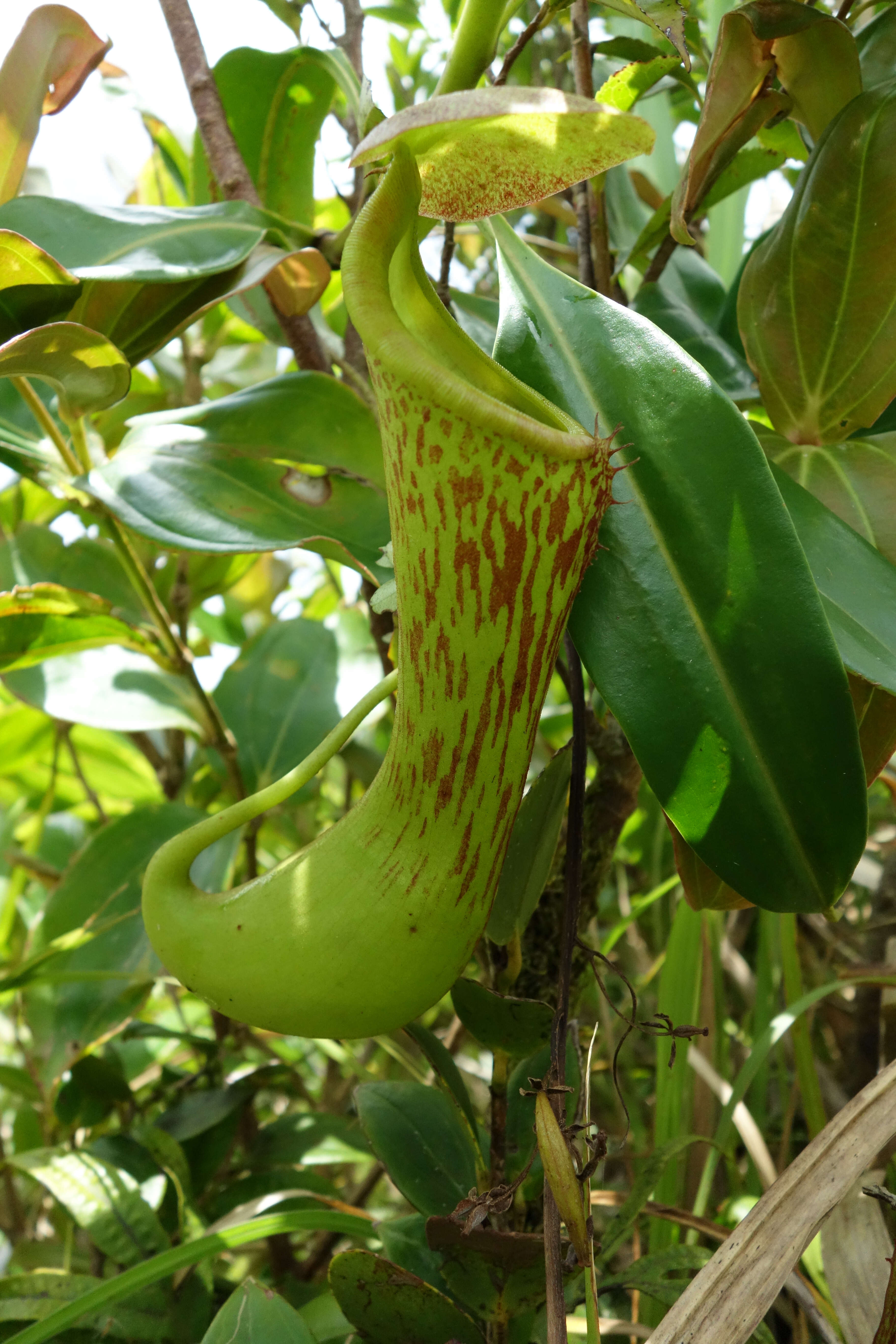 Image of Nepenthes kurata