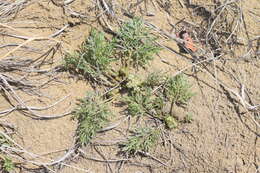 Image of plains springparsley