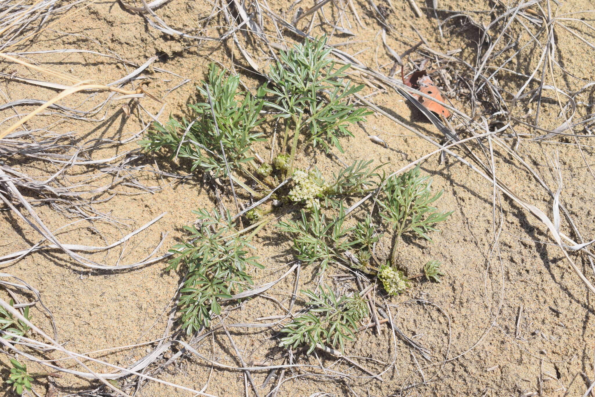 Image of plains springparsley