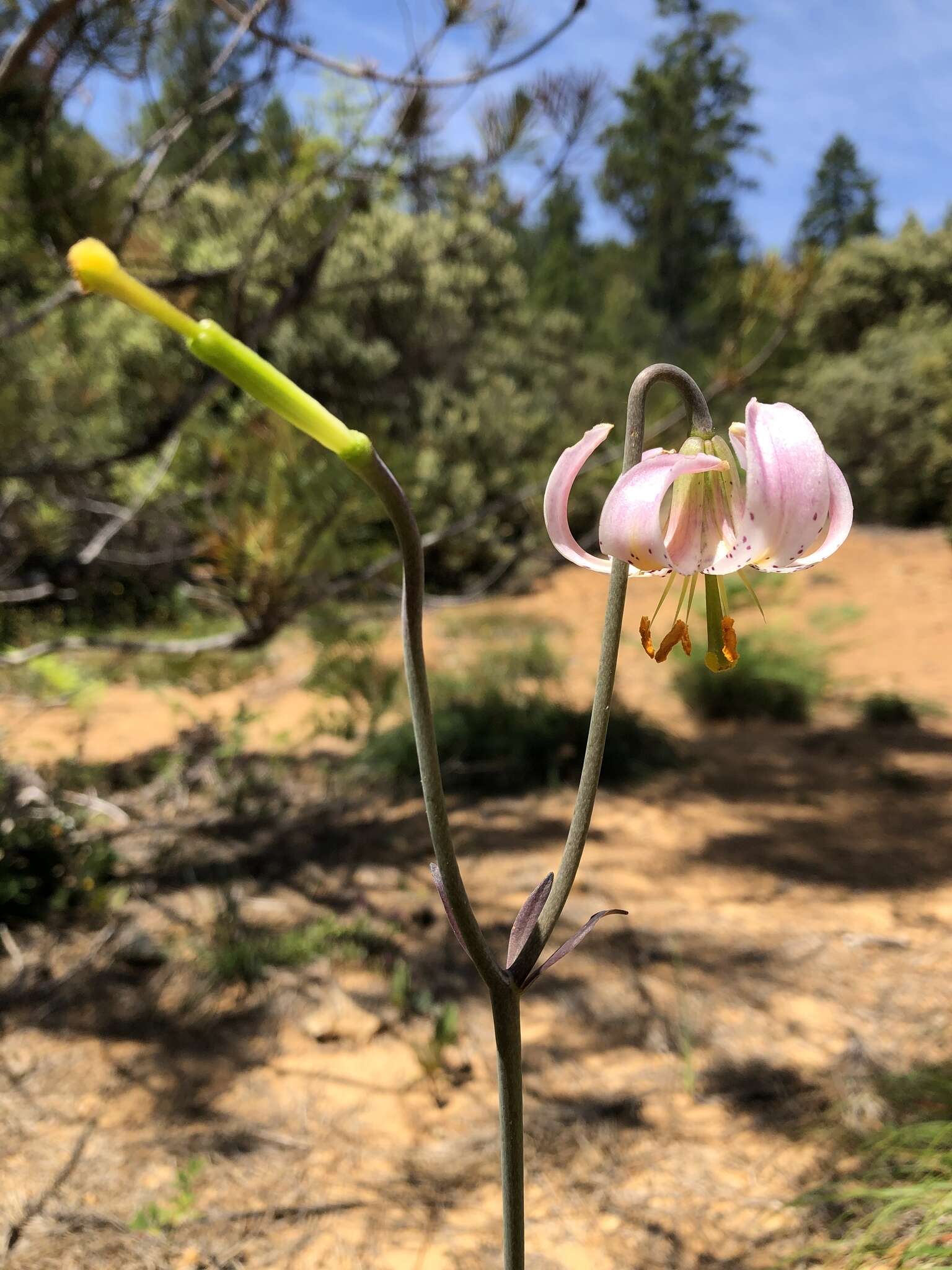 Image of Kellogg's lily