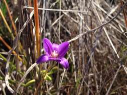 Image of San Clemente Island brodiaea