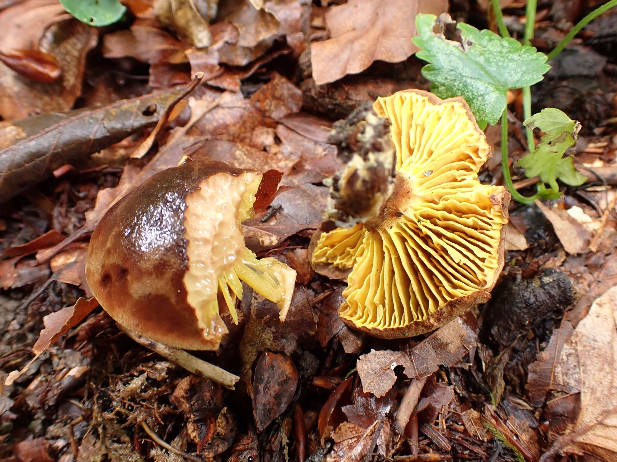 Image of Golden-gilled bolete