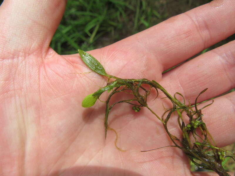 Image of waterthread pondweed