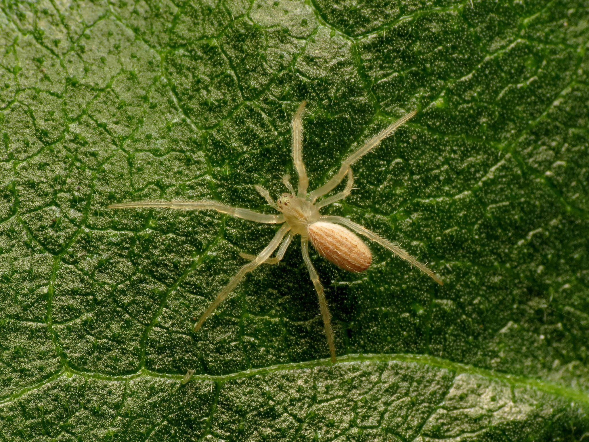 Image of Larinia lineata (Lucas 1846)