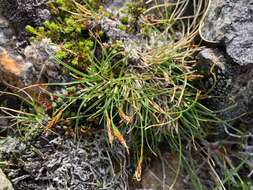 Image of Grassy-Slope Arctic Sedge