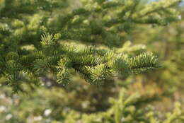 Image of Canadian Spruce