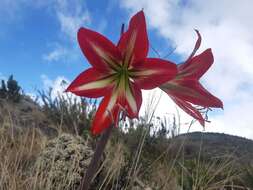 Imagem de Hippeastrum morelianum Lem.