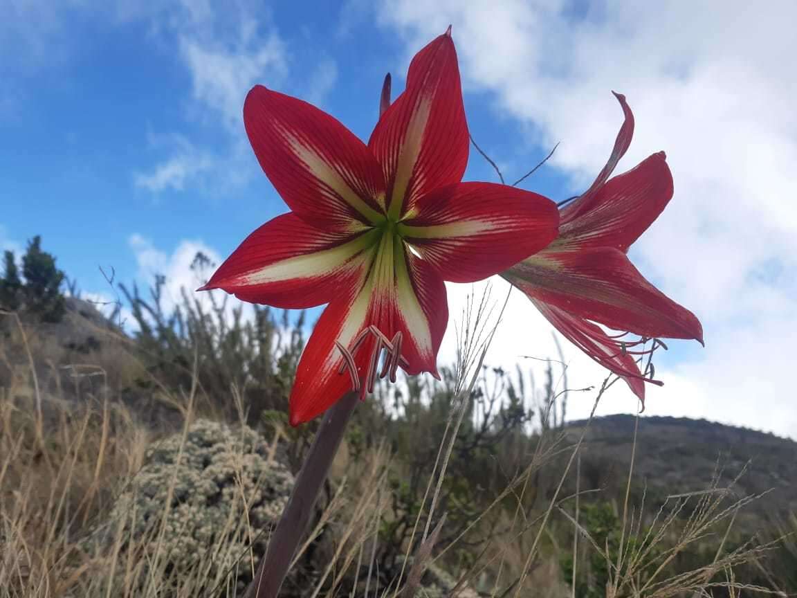 Слика од Hippeastrum morelianum Lem.