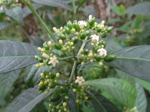 صورة Psychotria tenuifolia Sw.