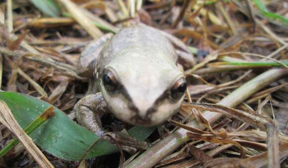 Image of northern streamside tree frog