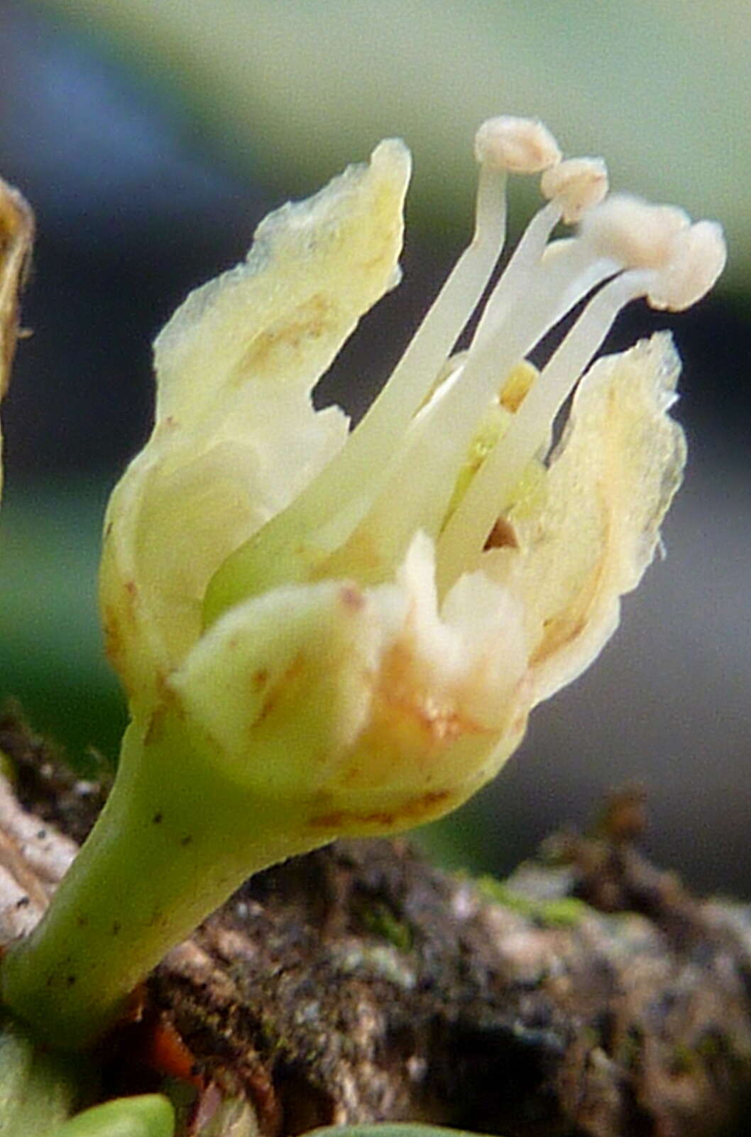 Image of Erythroxylum vaccinifolium Mart.