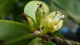 Image of Erythroxylum vaccinifolium Mart.