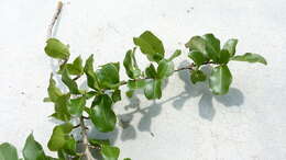 Image of Erythroxylum vaccinifolium Mart.