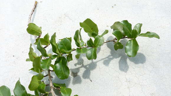 Image of Erythroxylum vaccinifolium Mart.