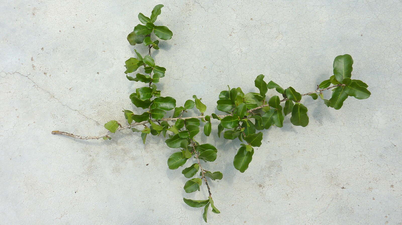 Image of Erythroxylum vaccinifolium Mart.