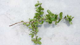 Image of Erythroxylum vaccinifolium Mart.