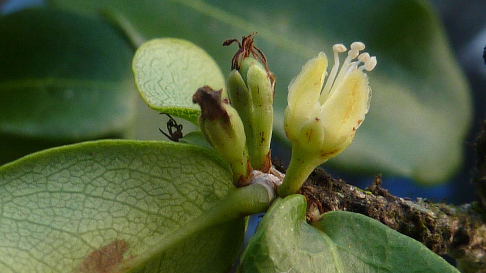 Image of Erythroxylum vaccinifolium Mart.