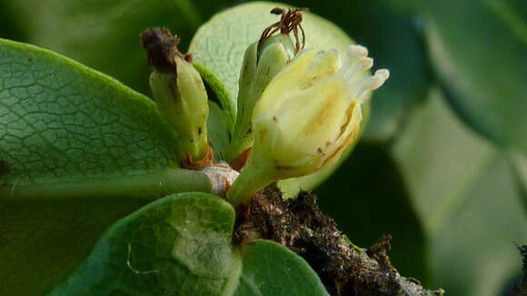 Image of Erythroxylum vaccinifolium Mart.