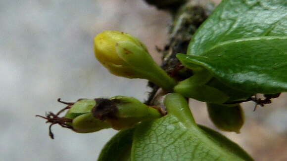 Image of Erythroxylum vaccinifolium Mart.